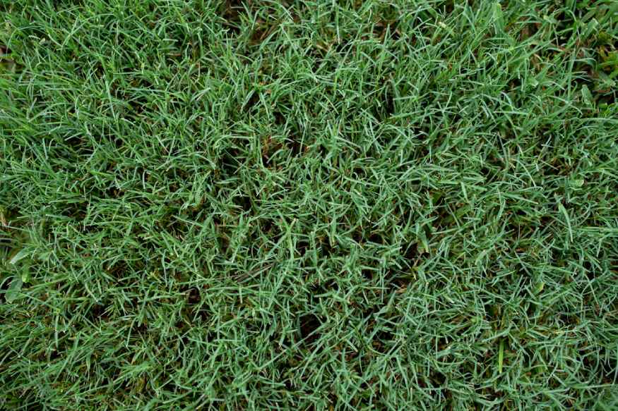 una foto de la hierba bermuda, un tipo de hierba de estación cálida