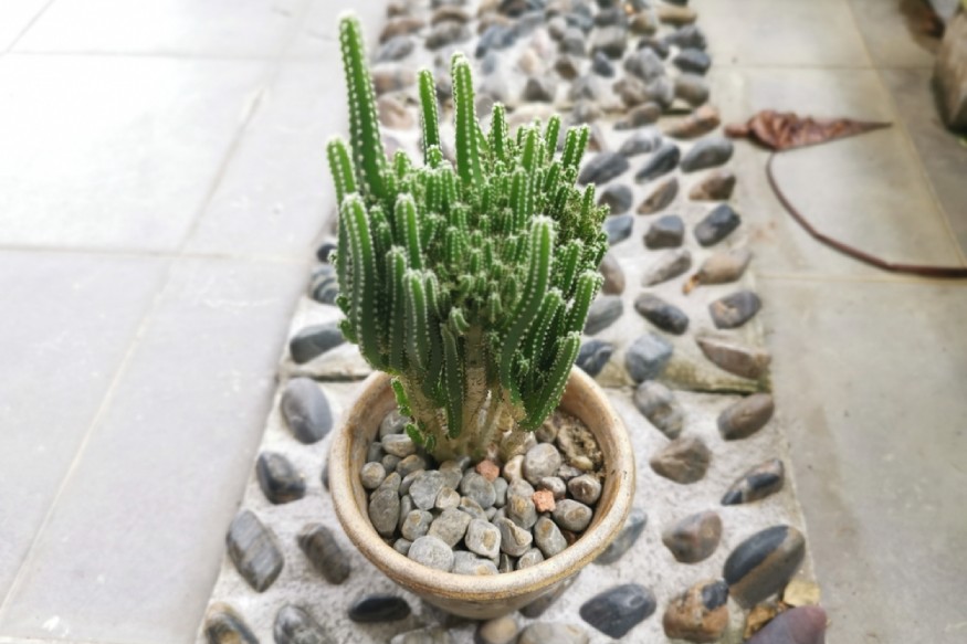 foto de un cactus del castillo de hadas