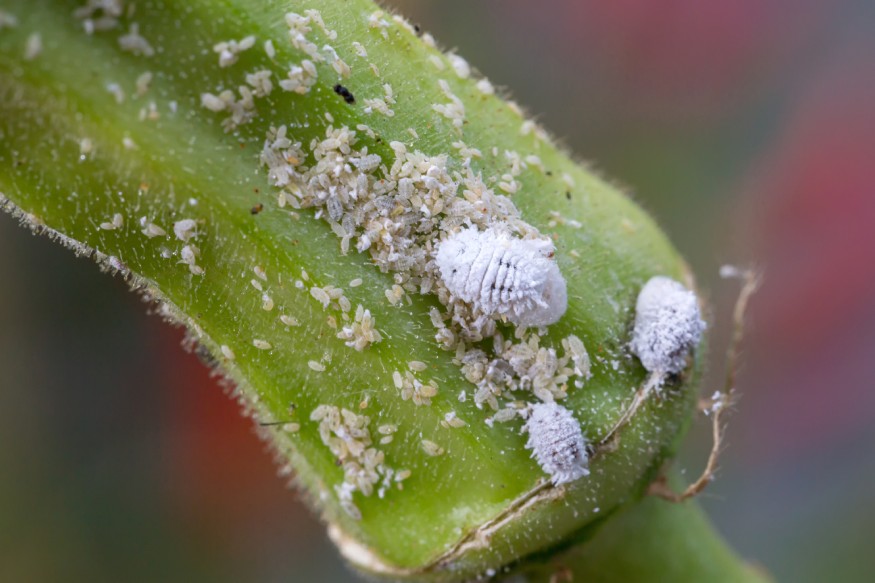 una imagen de una infestación de cochinillas en una planta