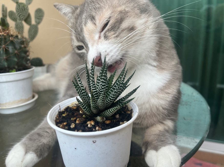 gato mordiendo una planta de cebra