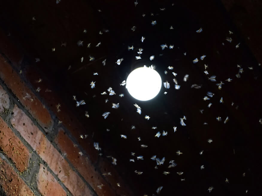 Enjambre de insectos revoloteando alrededor de una bombilla