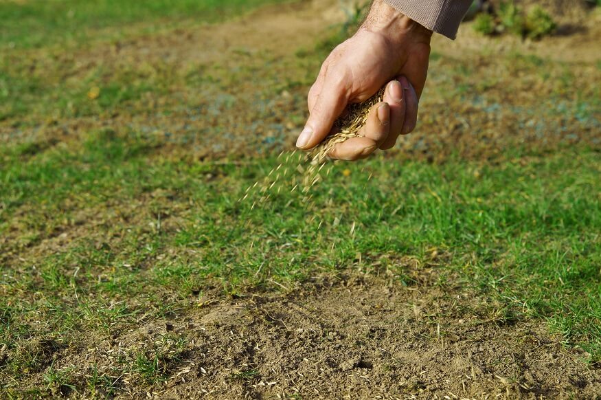 esparcir semillas de pasto en suelos arenosos