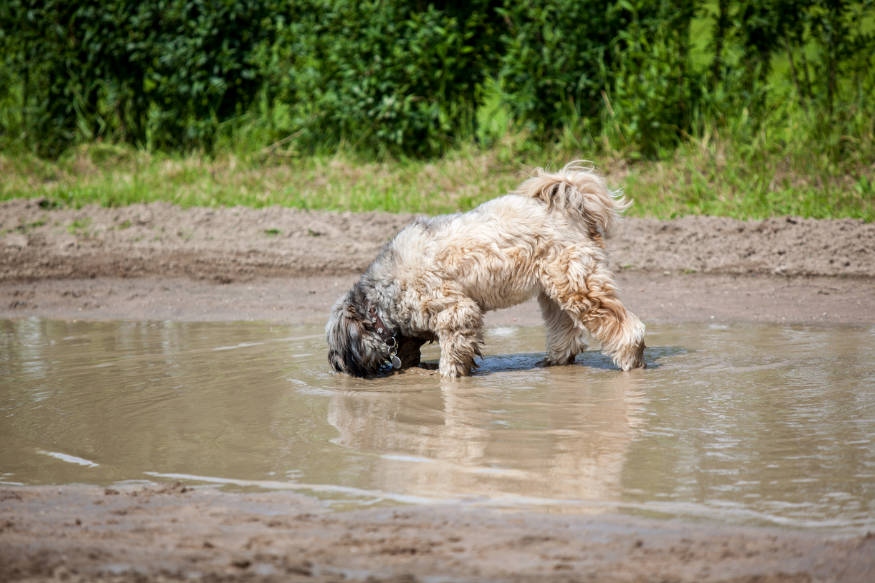perro en patio fangoso