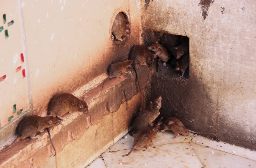 ratas accediendo a un edificio a través de un agujero