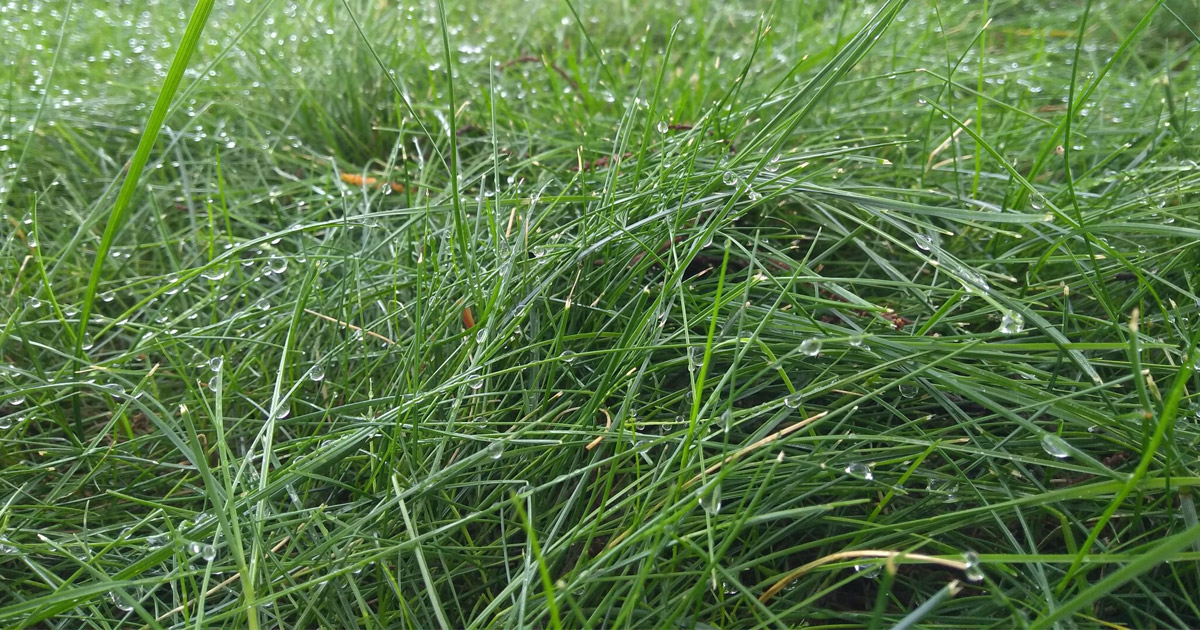 Fine Fescue Guía Para Cuidar Y Cultivar Festuca Ies Mar Azul