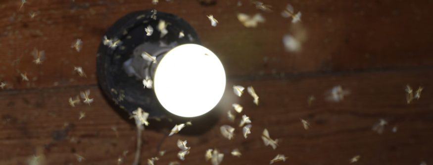 Iluminación exterior que no atrae insectos