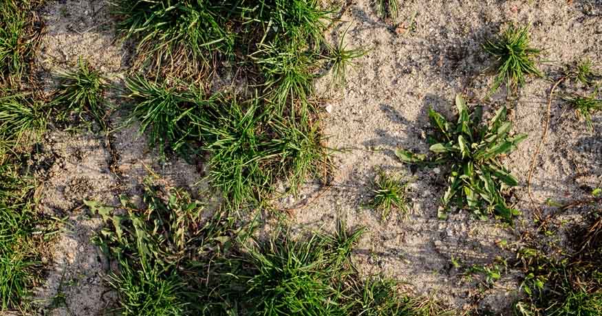 La mejor hierba para suelos arenosos - imagen destacada